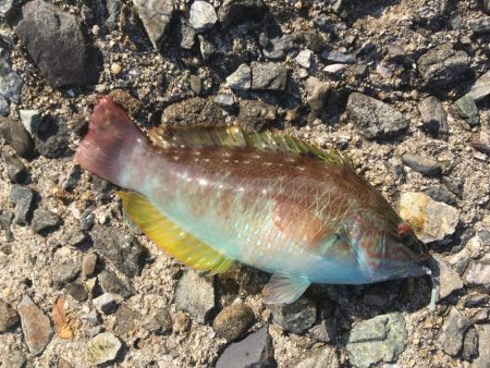 ガシラ大漁穴釣り